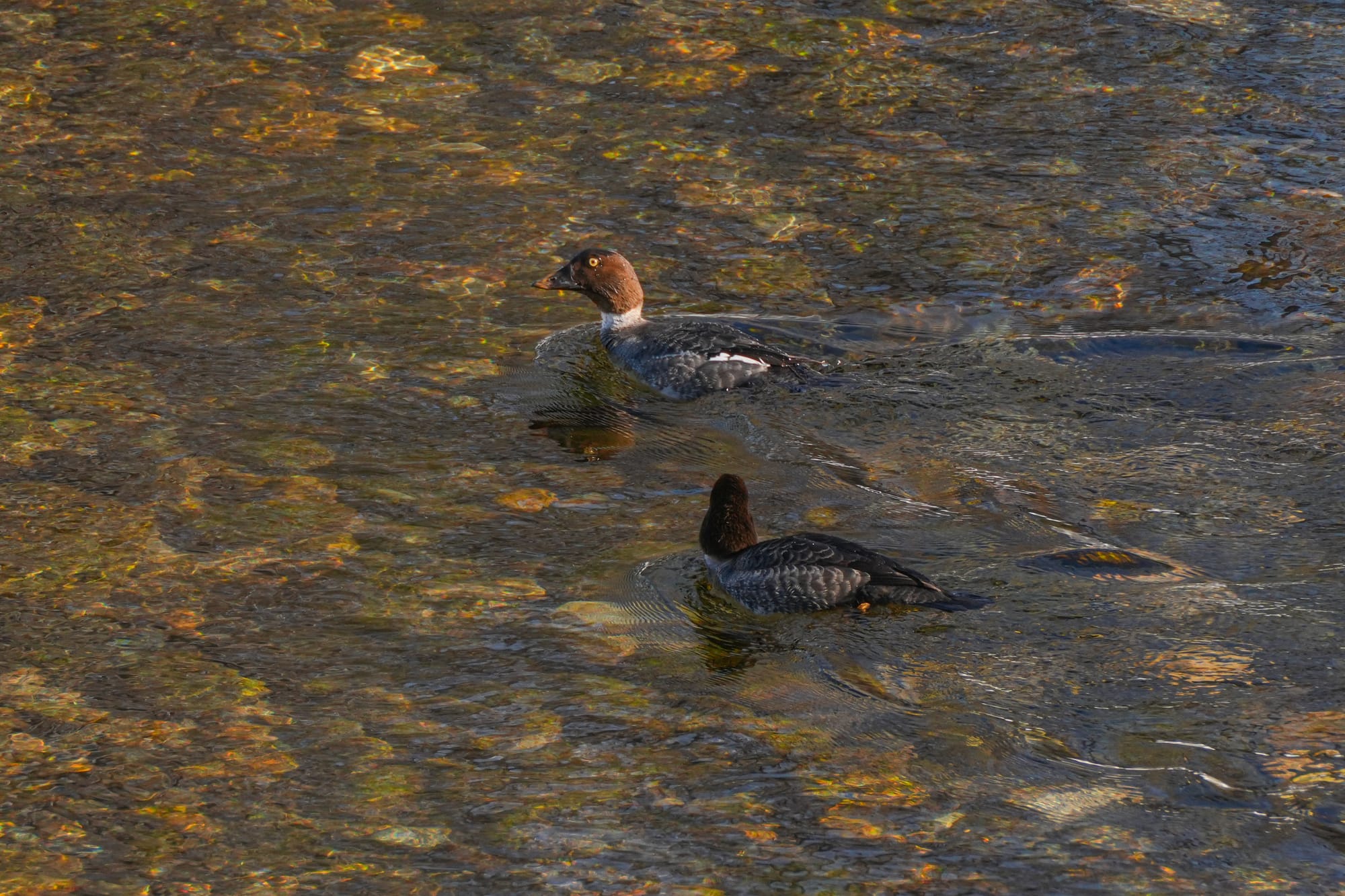 female goldeneyes