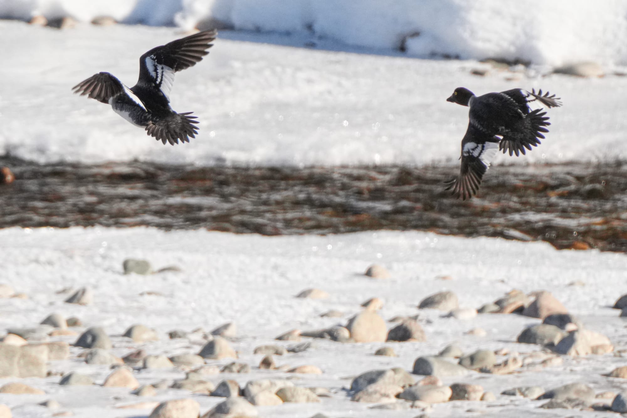 female goldeneyes