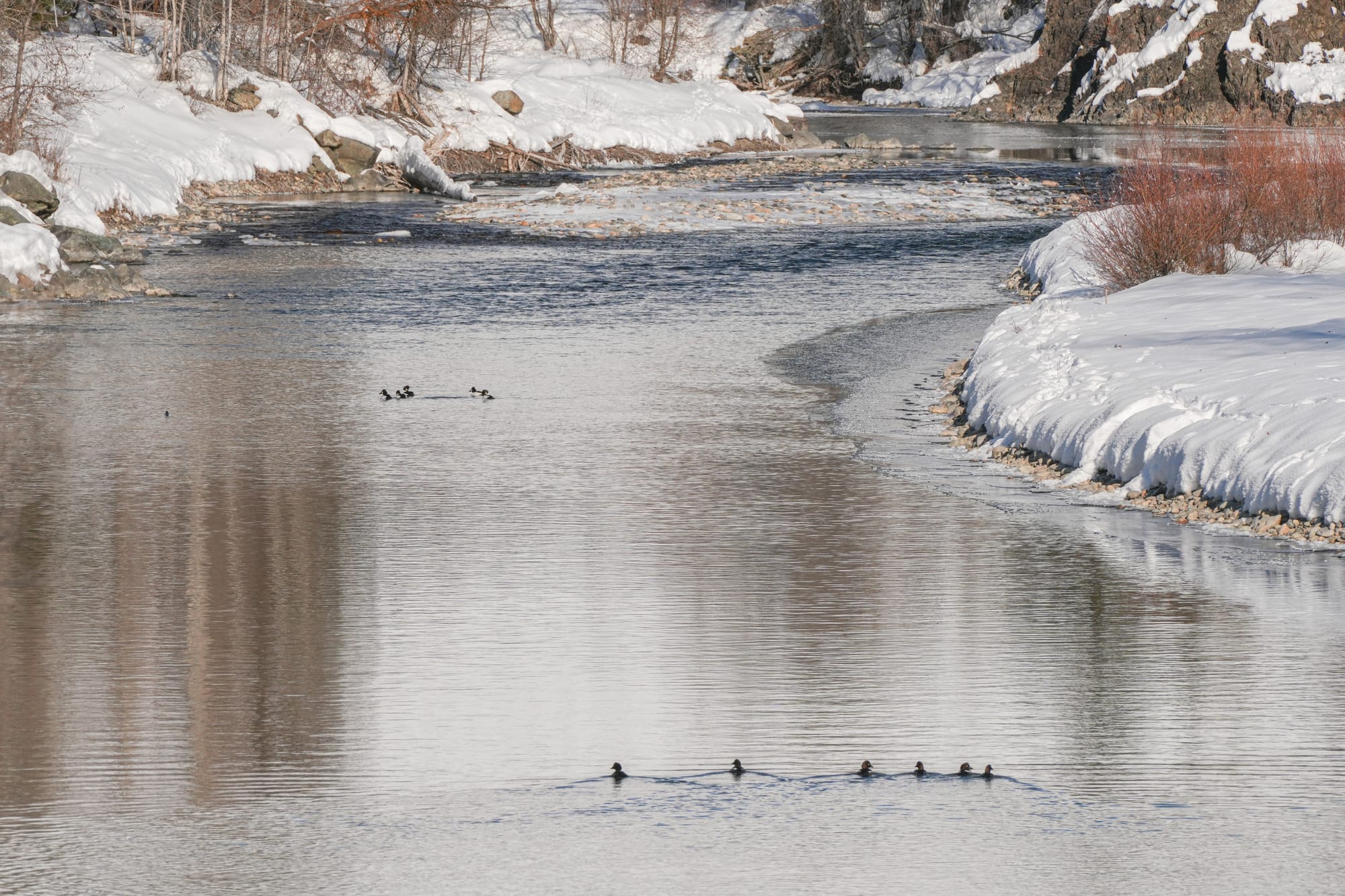 ducks on the river