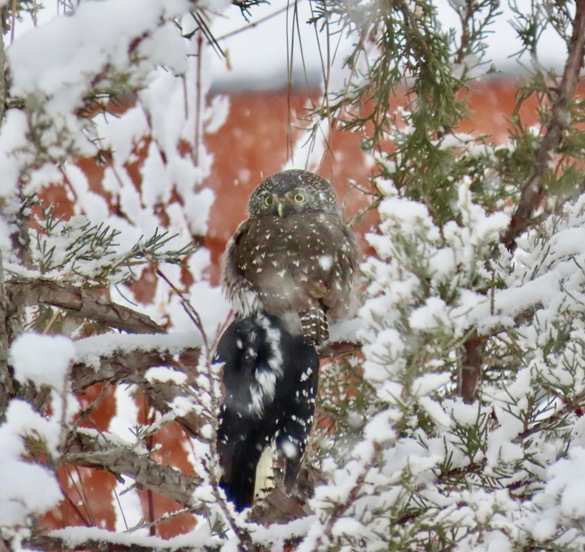 pygmy owl with downy woodpecker