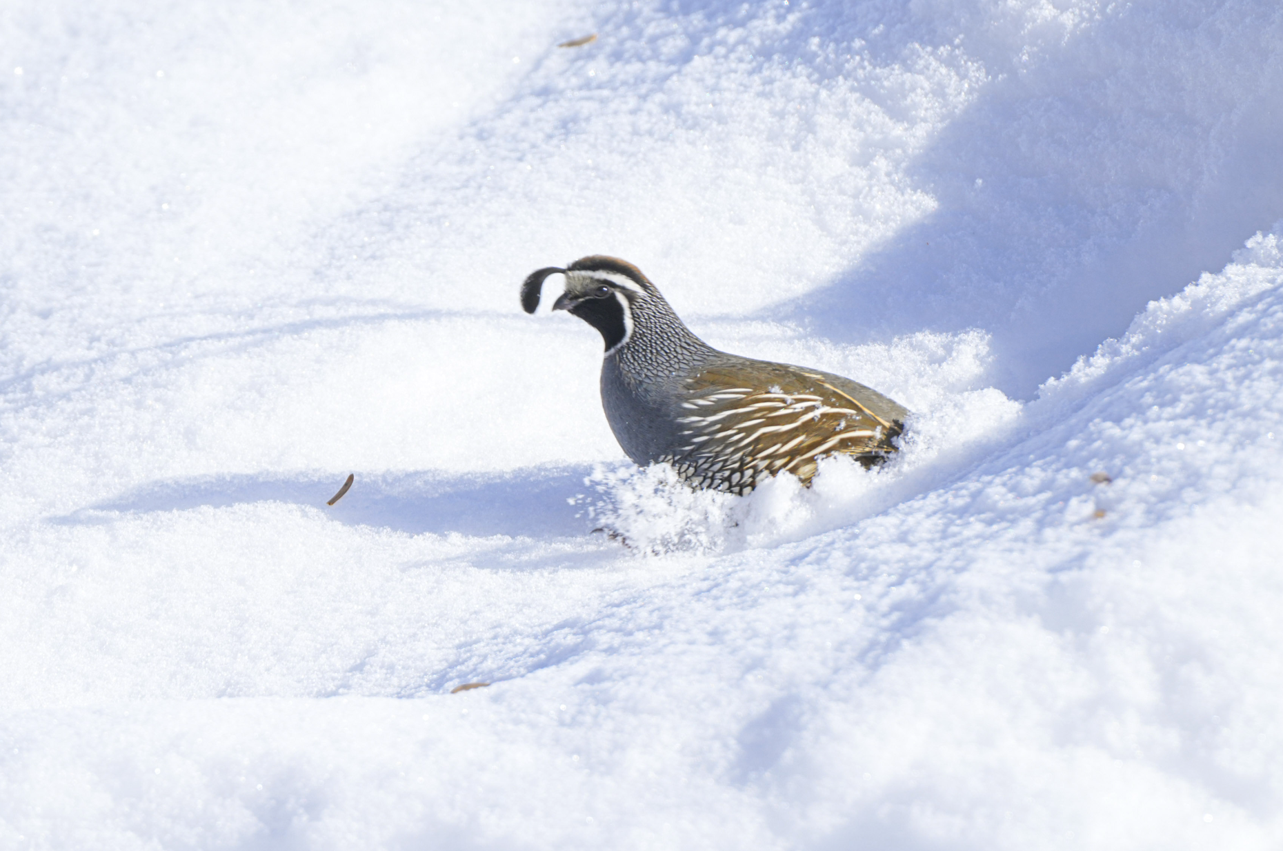 California quail