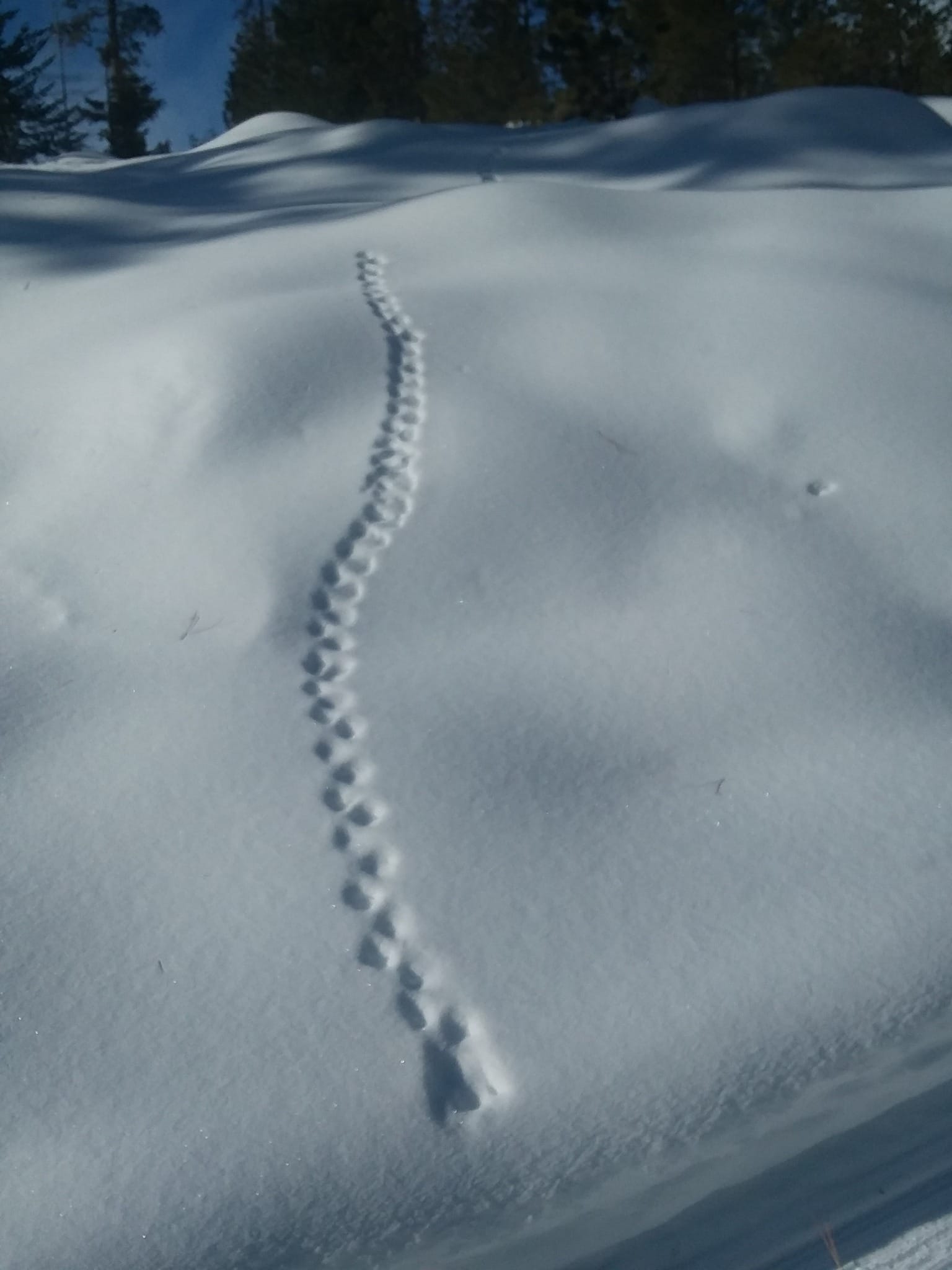 bird tracks in snow