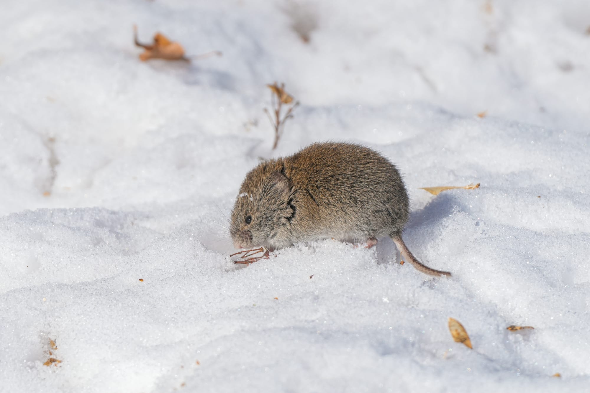 vole on snow