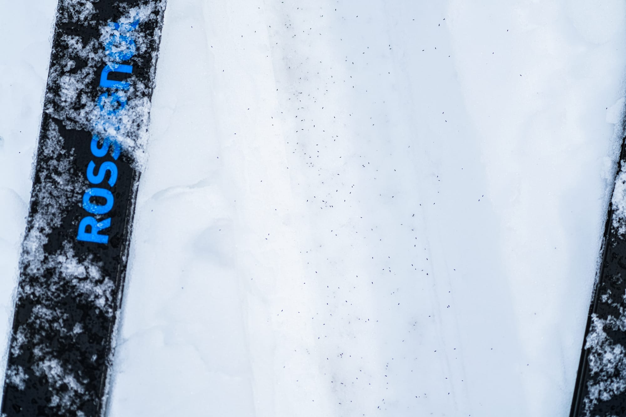 springtails on ski trail