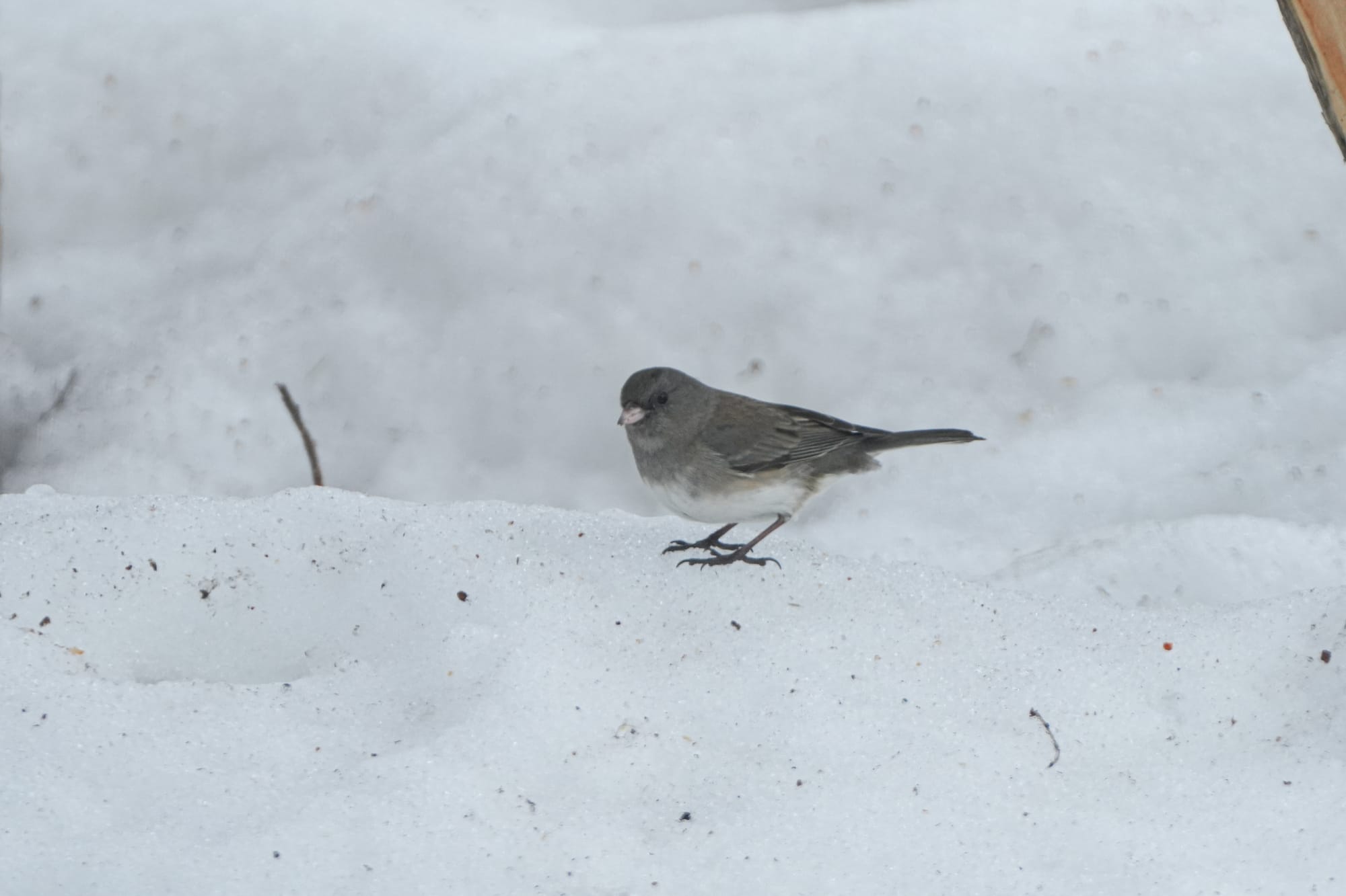 Oregon junco