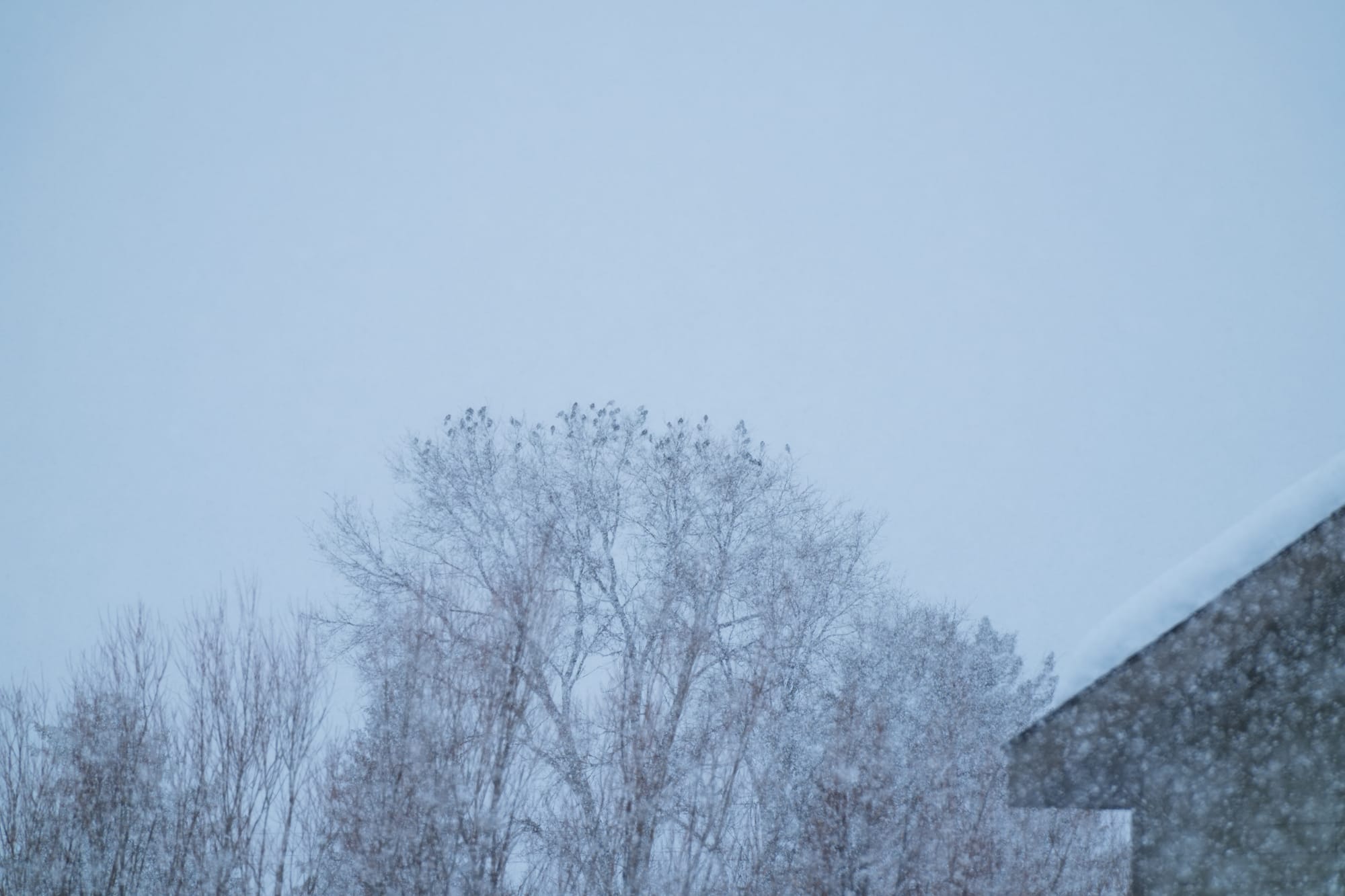 group of red-winged blackbirds