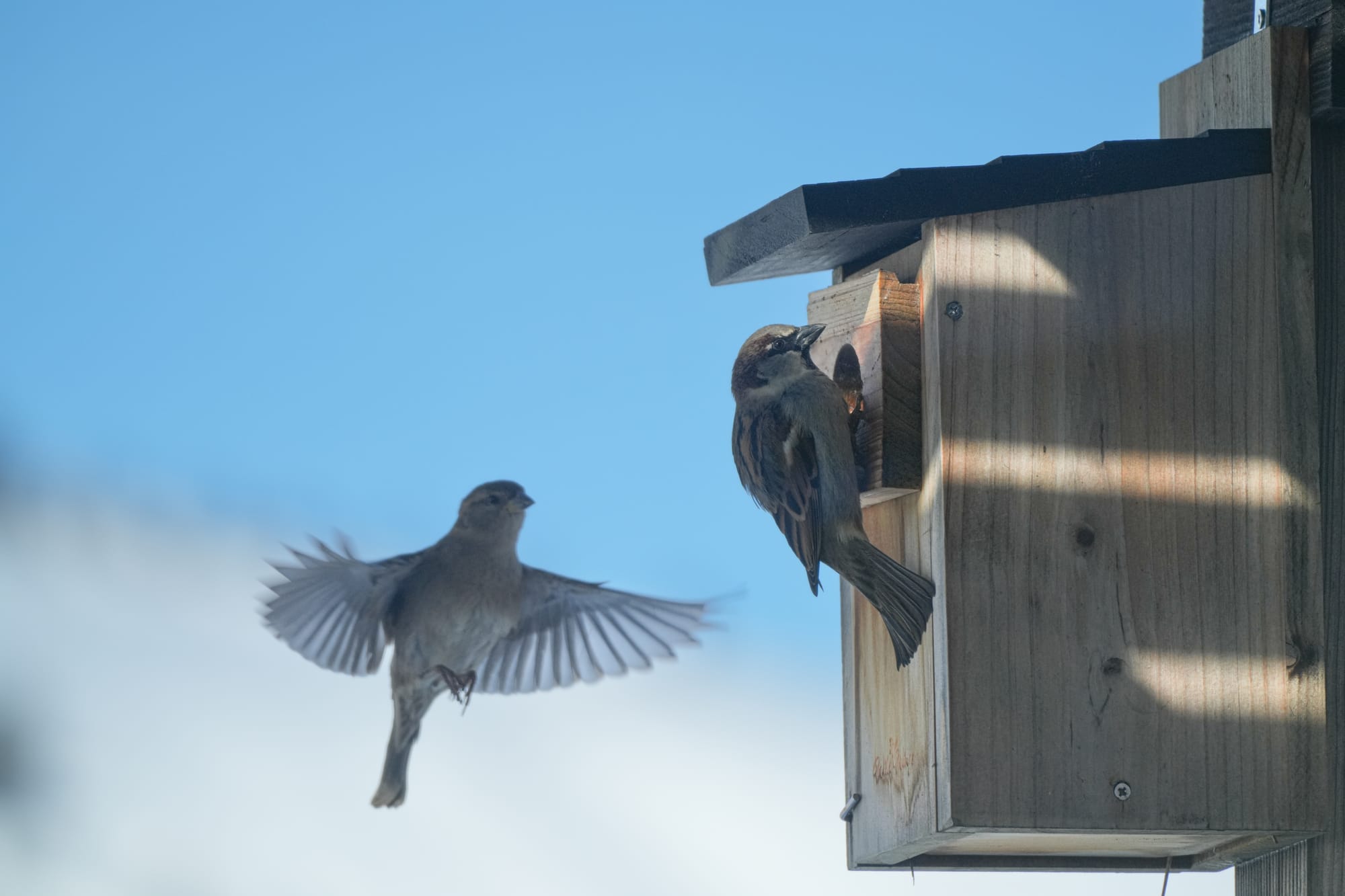 house sparrows at nestbox