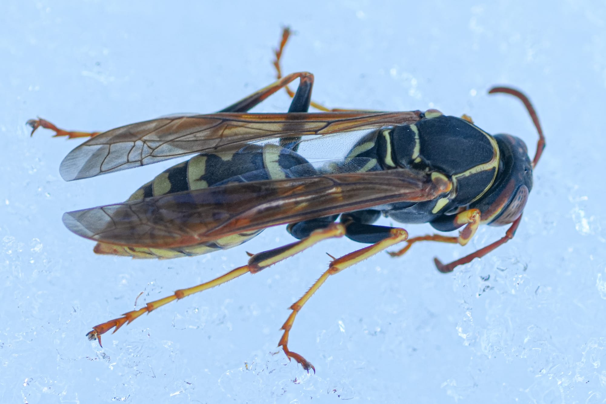 wasp on snow