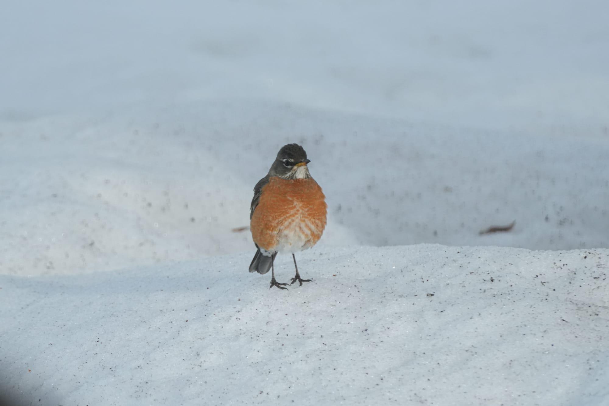 American robin