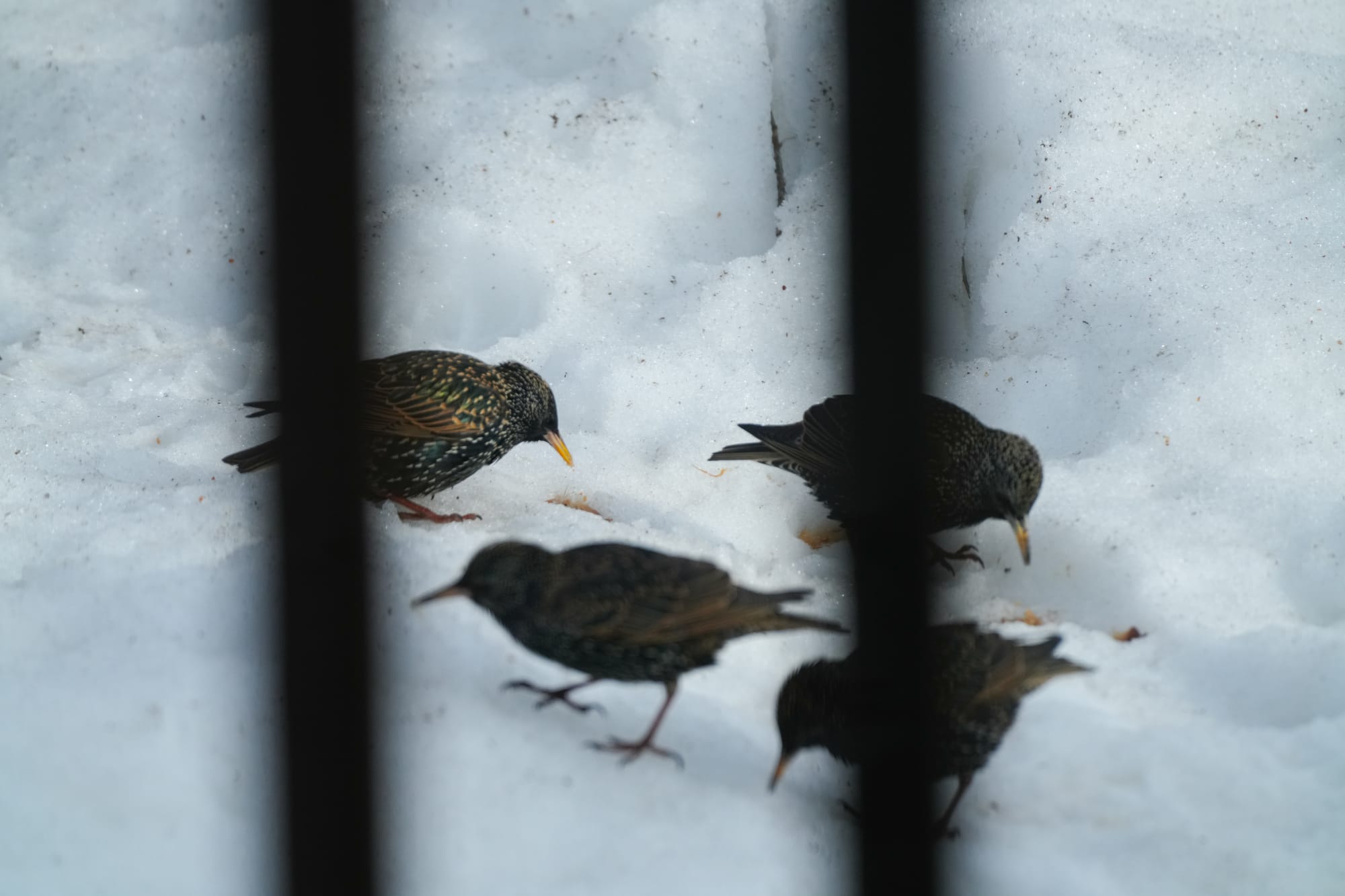 European starlings