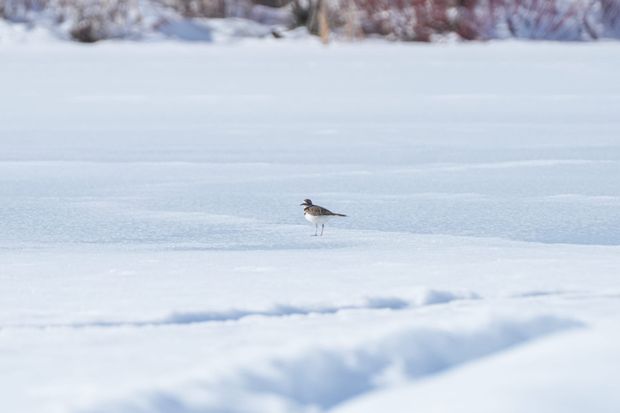 killdeer on snow