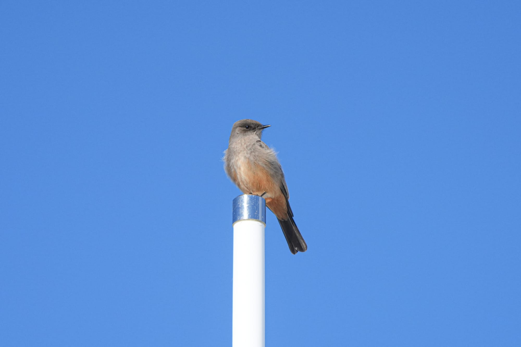 Say's phoebe