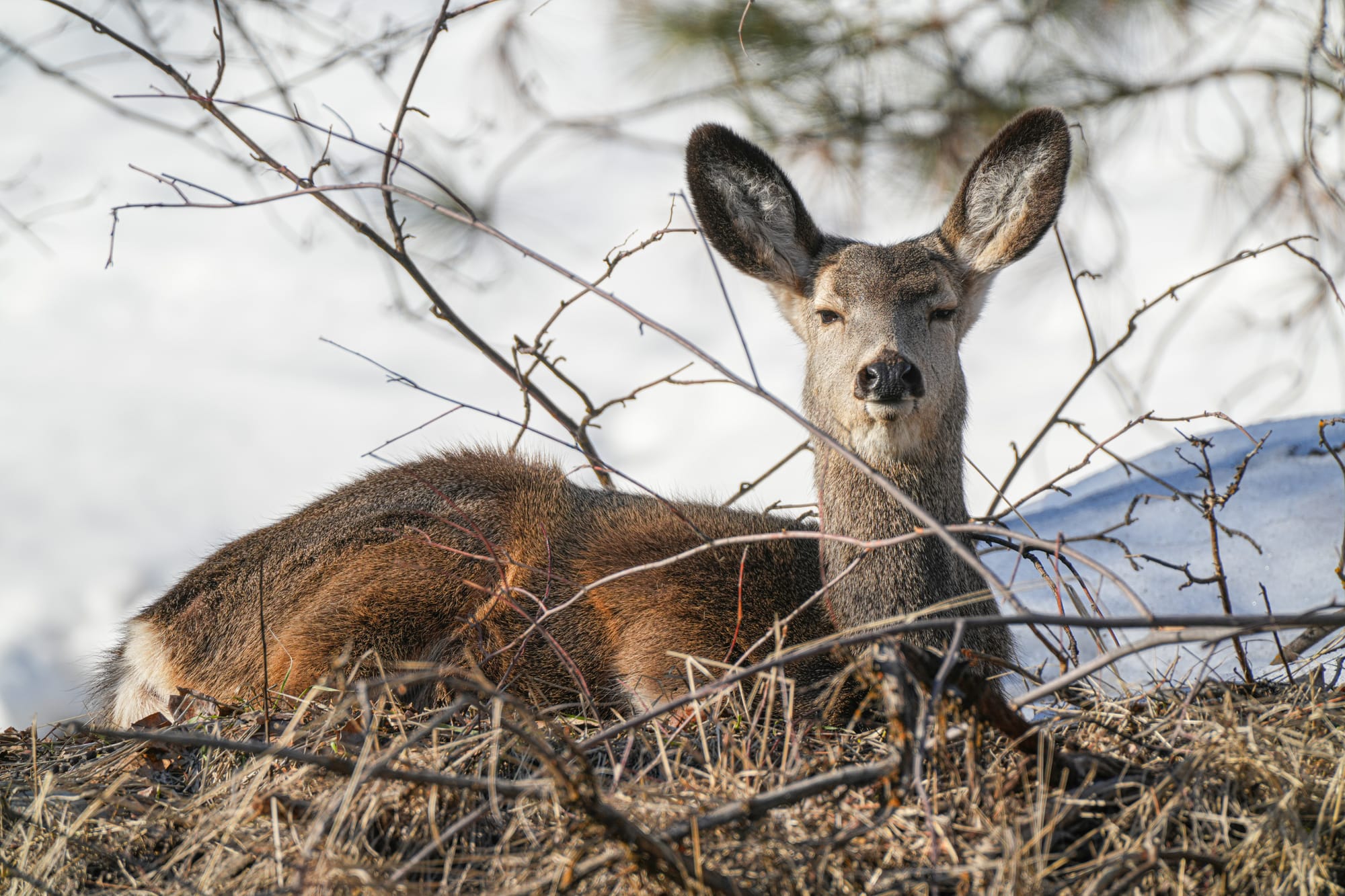 deer in snow