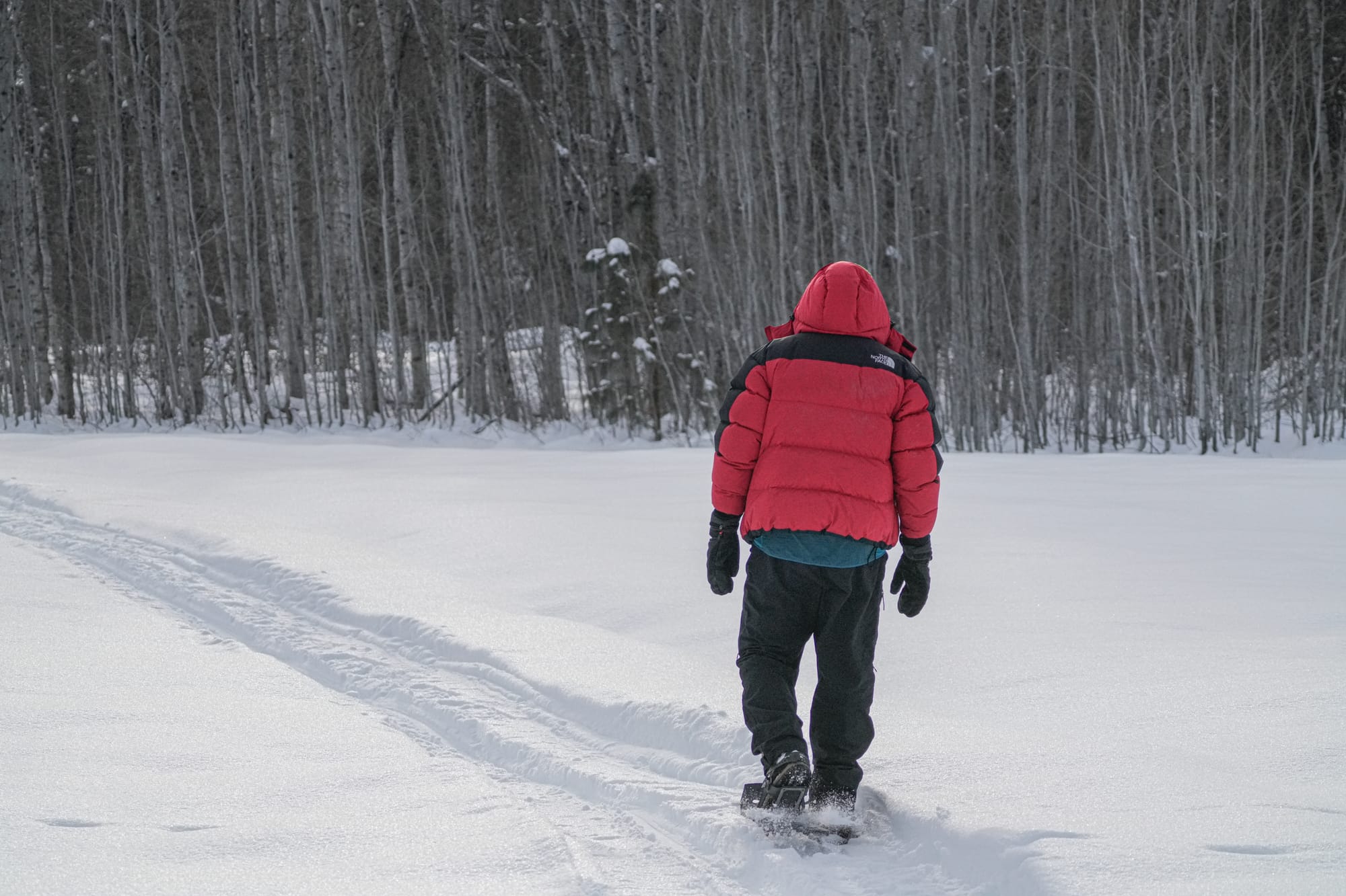 snowshoeing in the snow