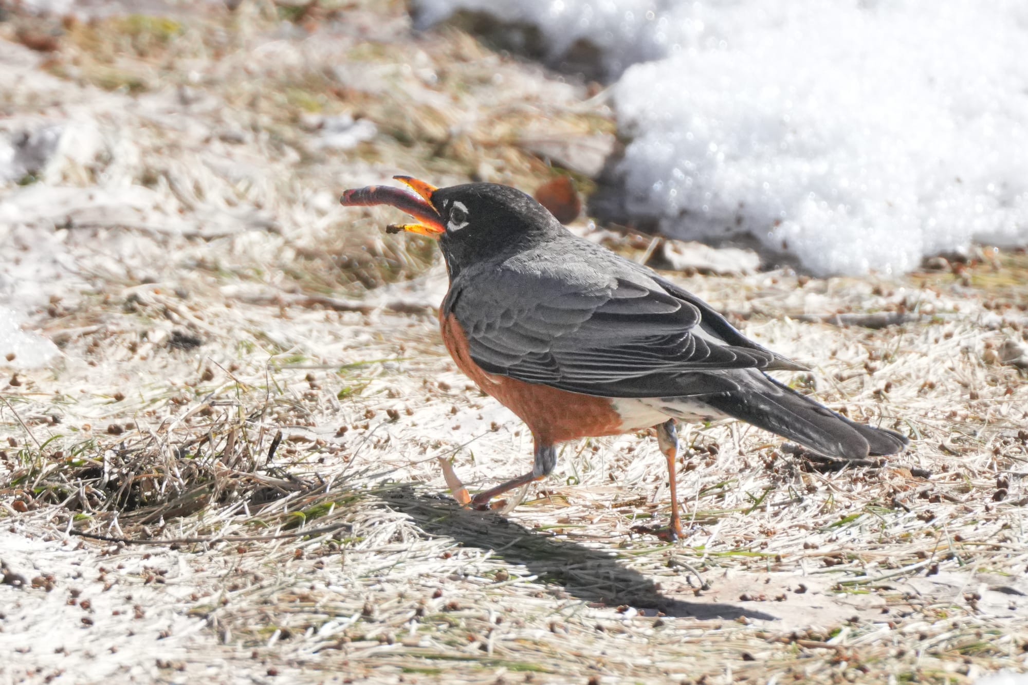 robin eating worm