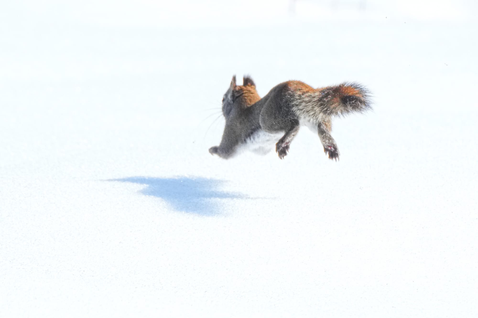 red squirrel