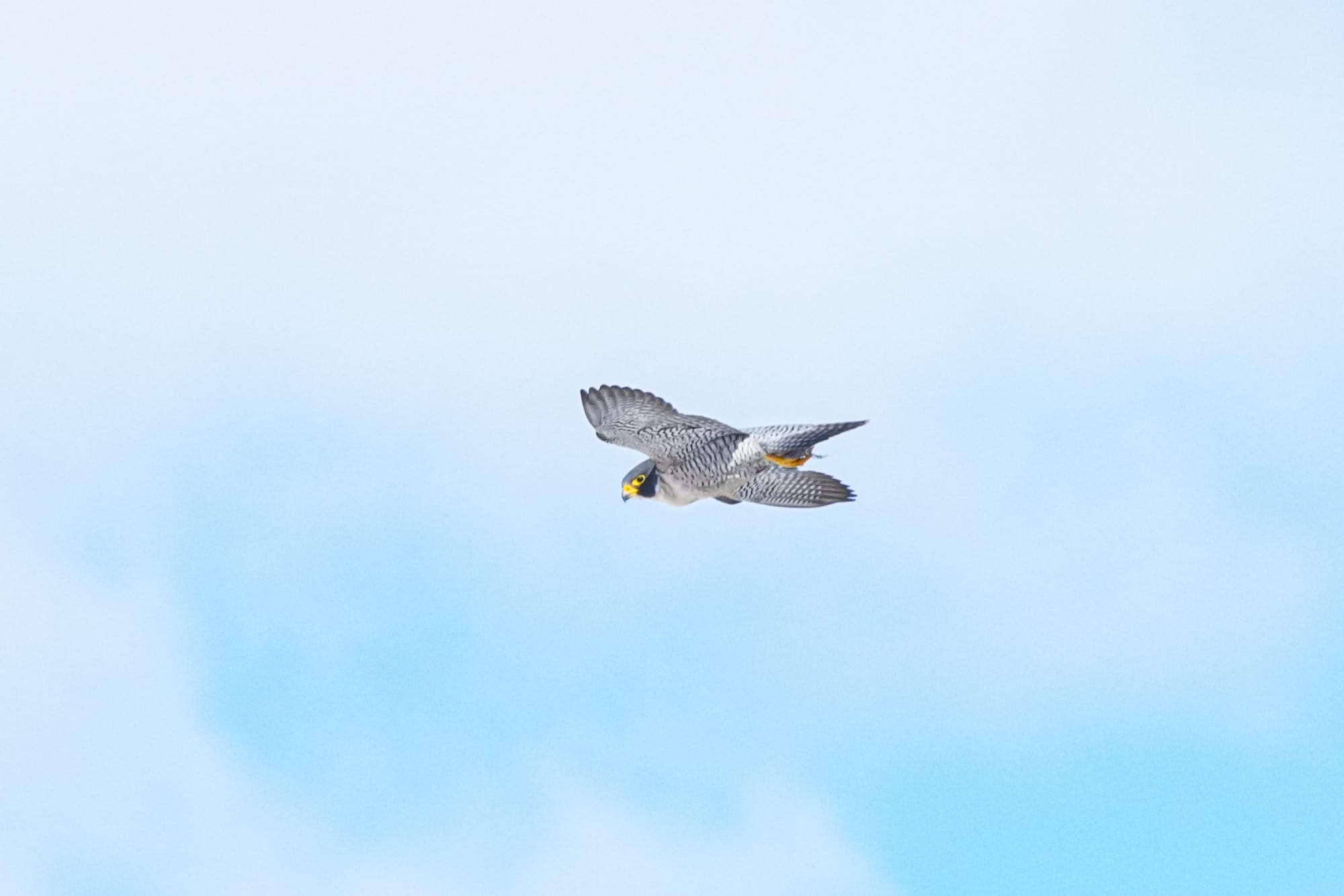 peregrine falcon