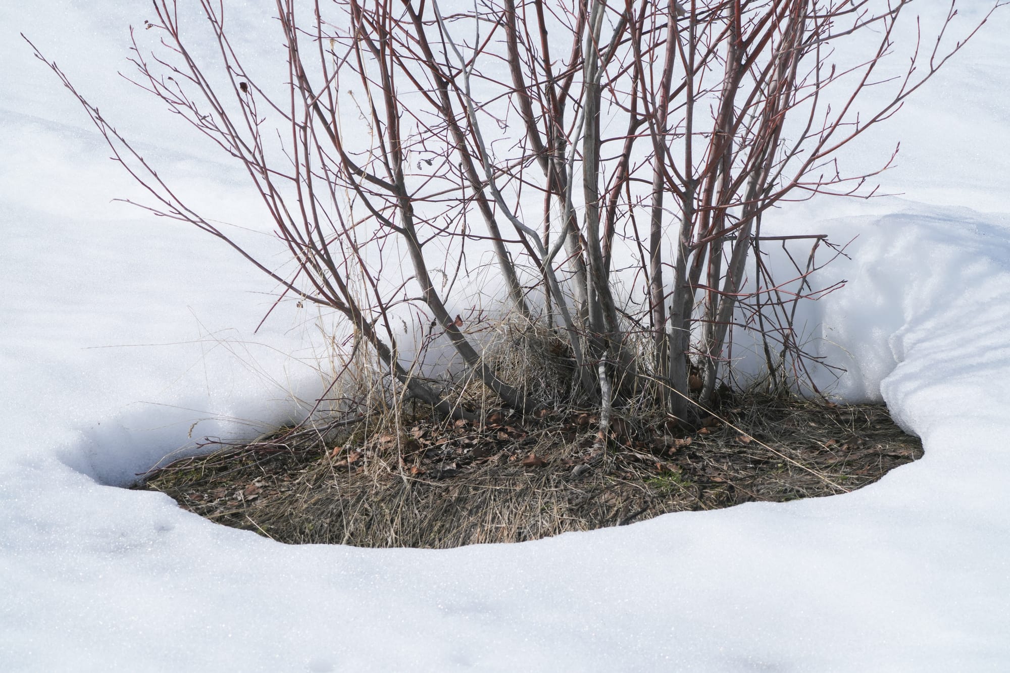 shrub in snow