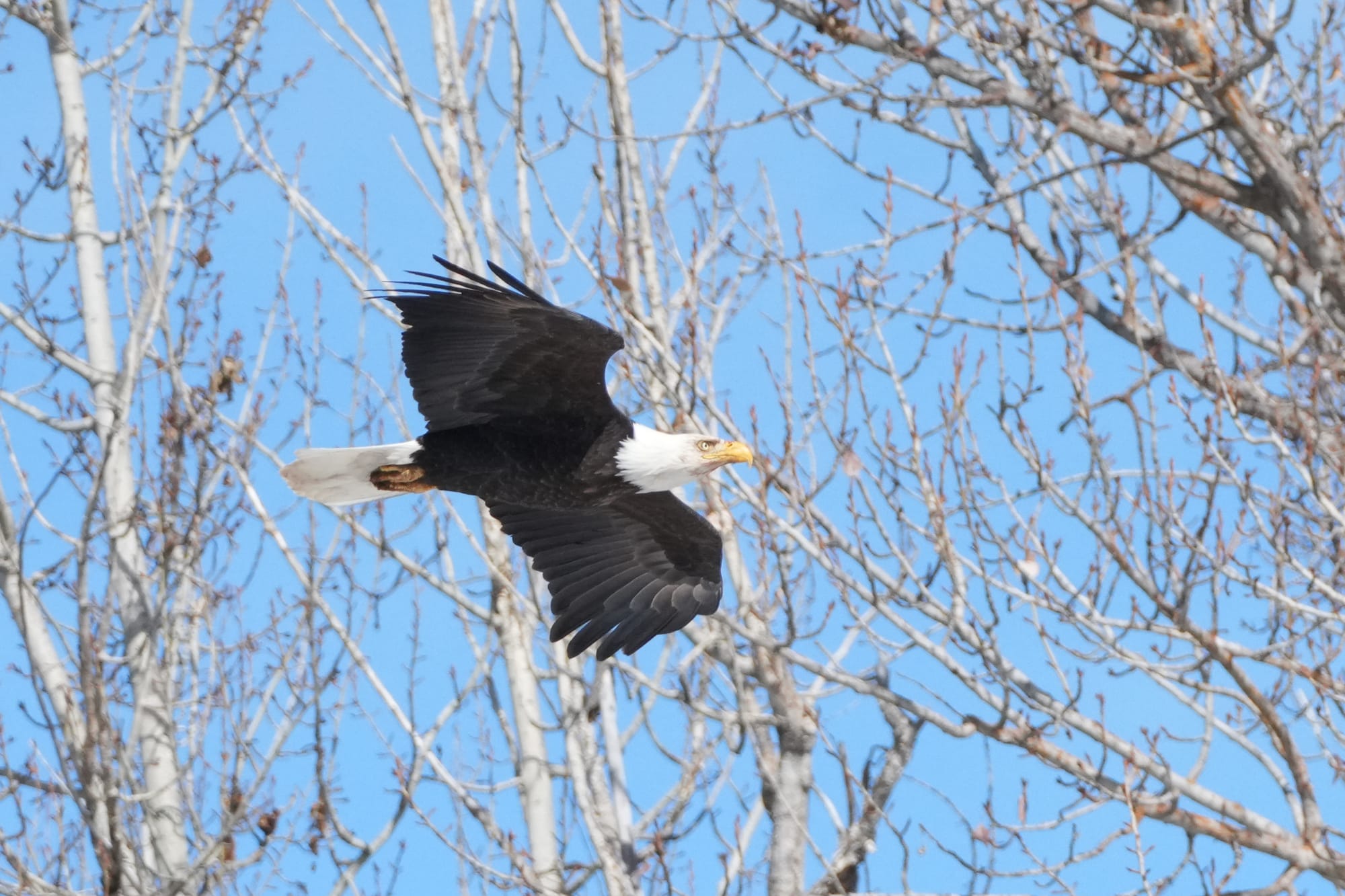 bald eagle