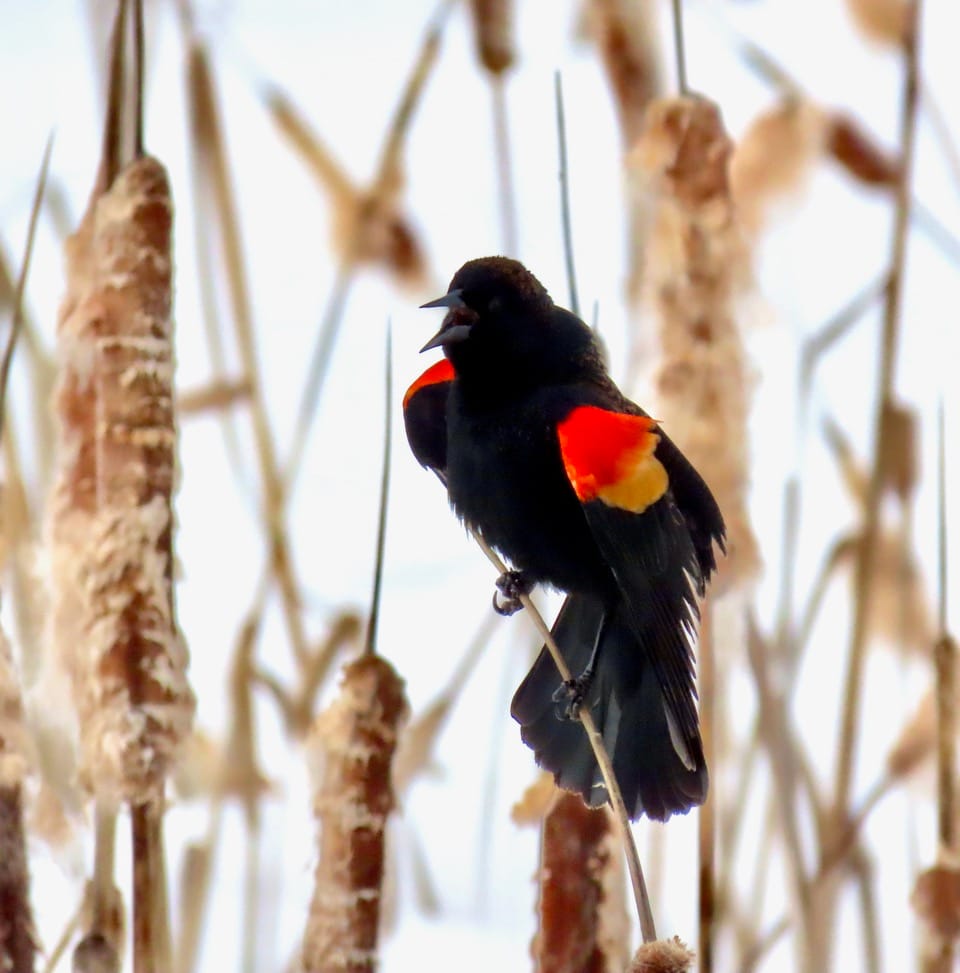 red-winged blackbird in snow