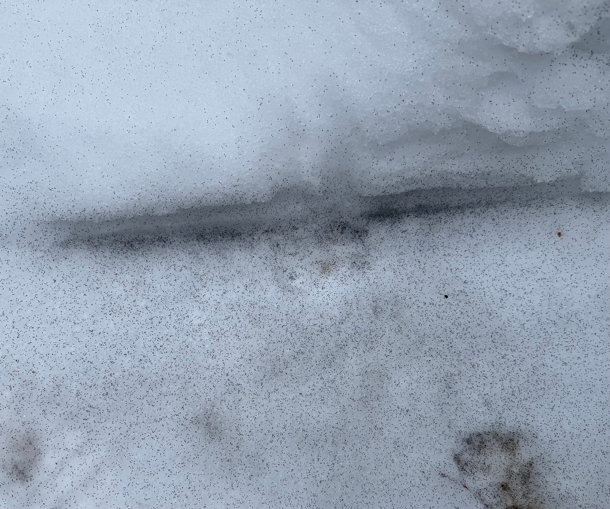 springtails on snow