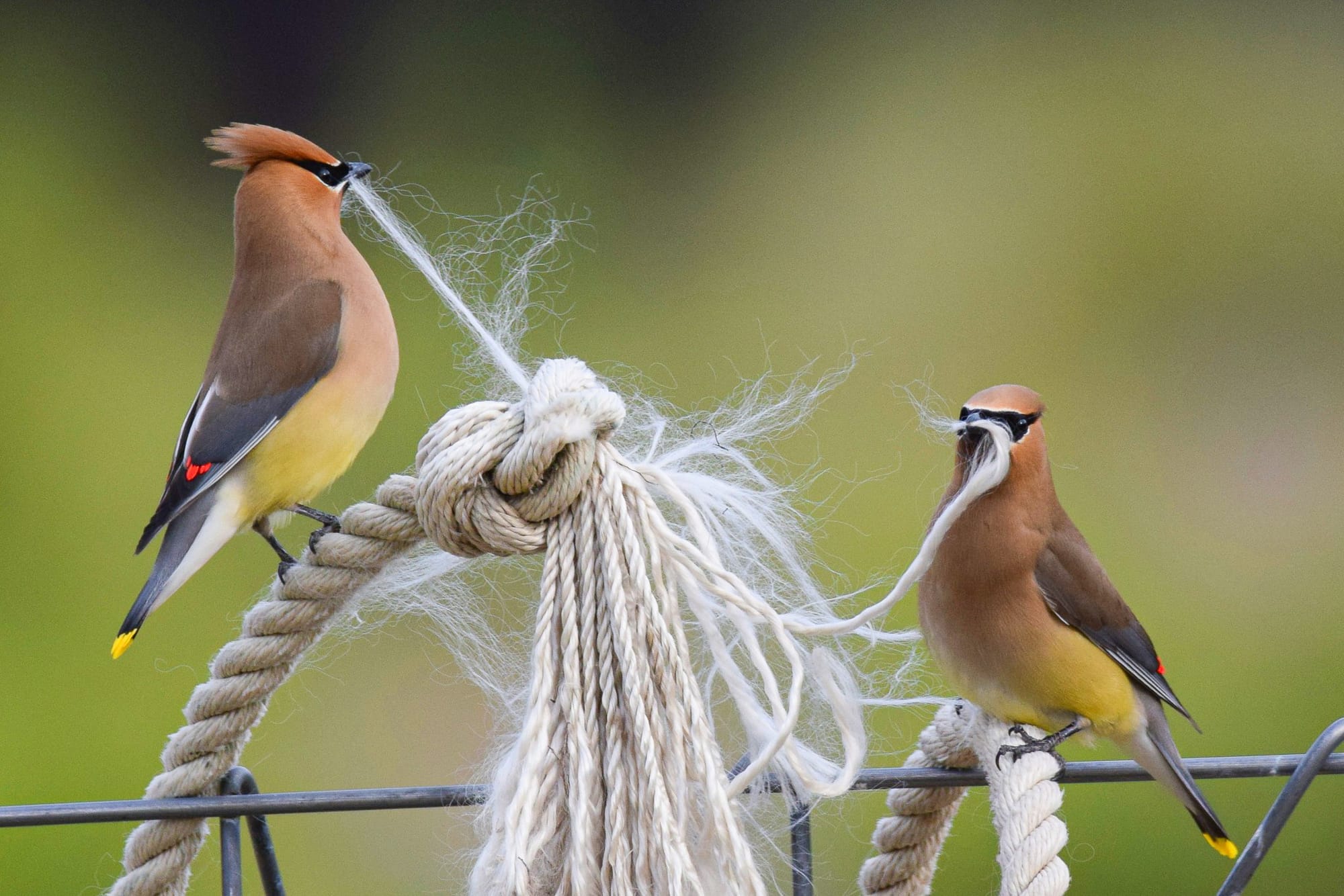 cedar waxwings