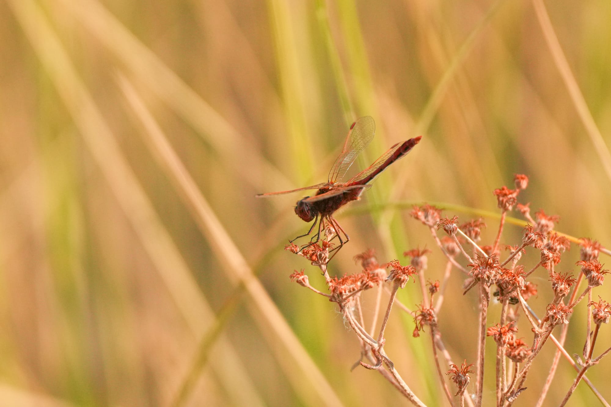 meadowhawk dragonfly