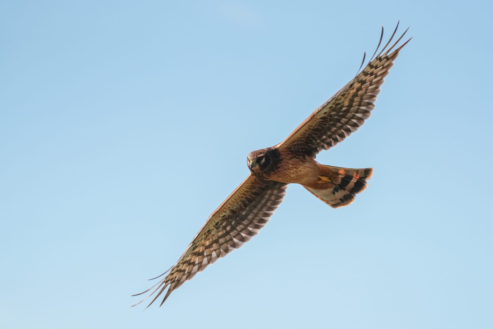 juvenile northern harrier