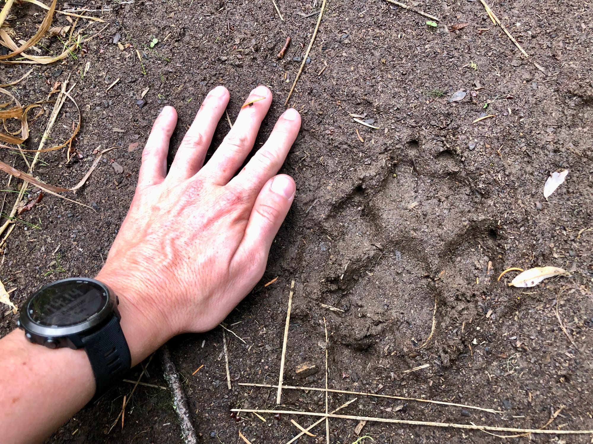 wolf track