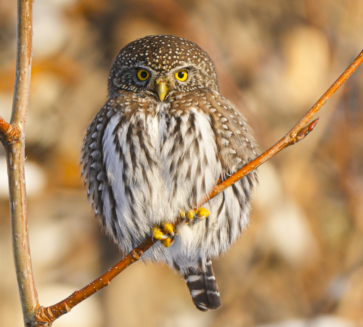 northern pygmy-owl