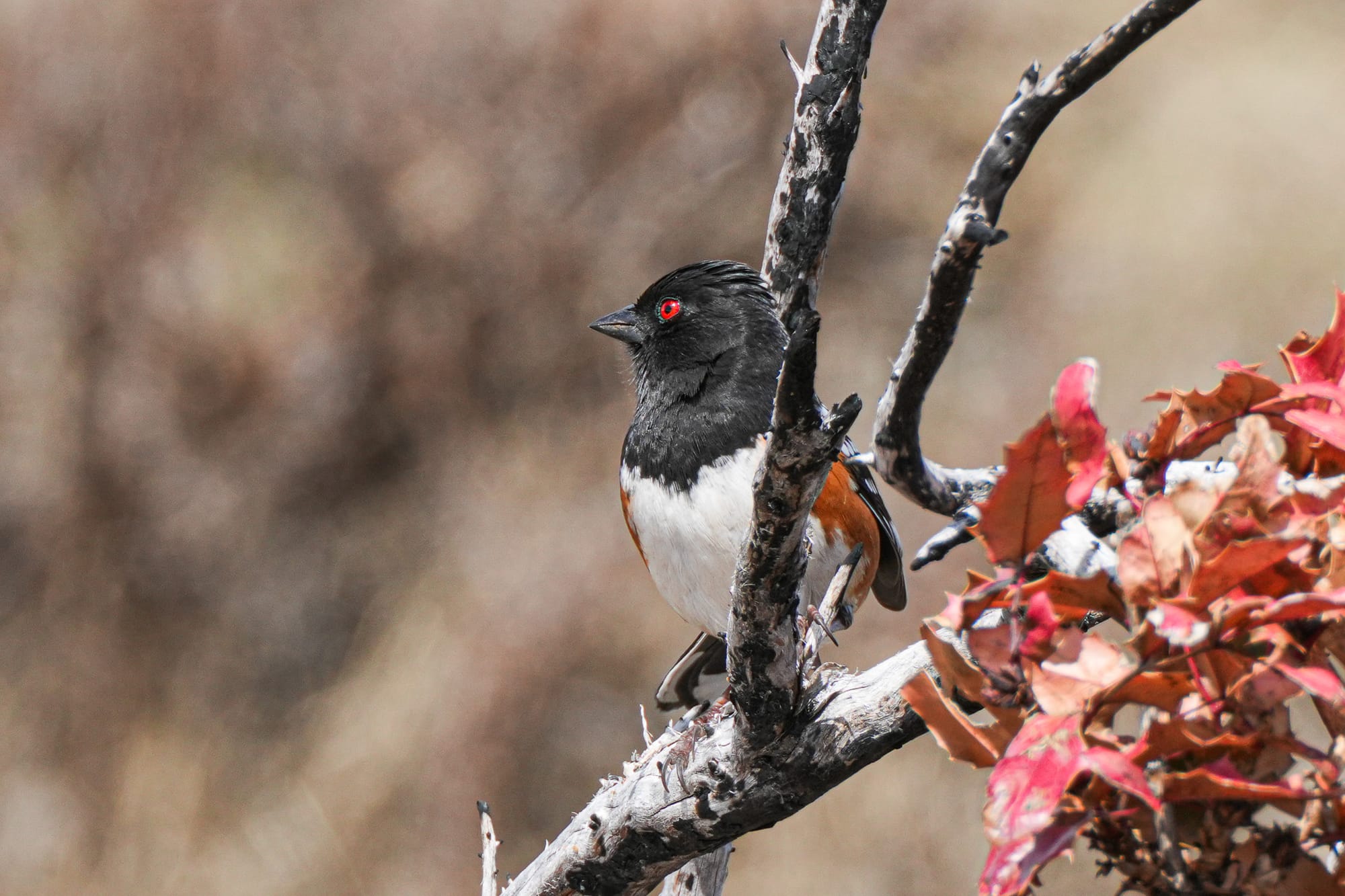 spotted towhee