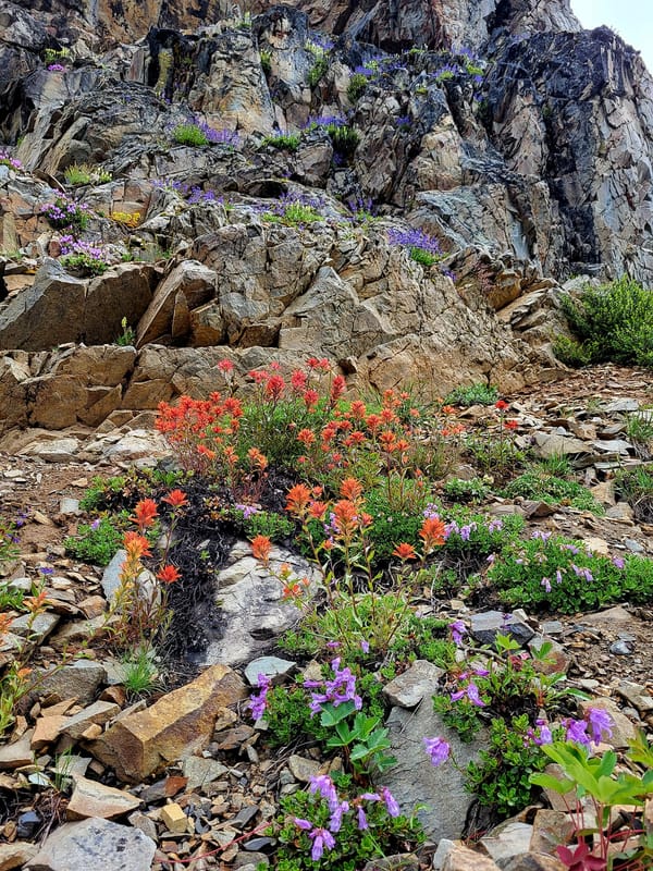 mountain flowers