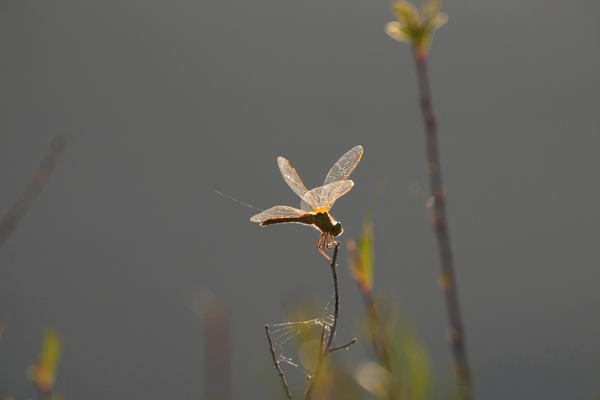 dragonfly in sun