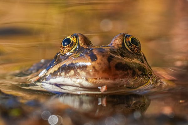 cascades frog