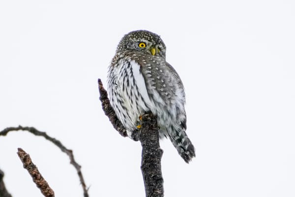 northern pygmy-owl