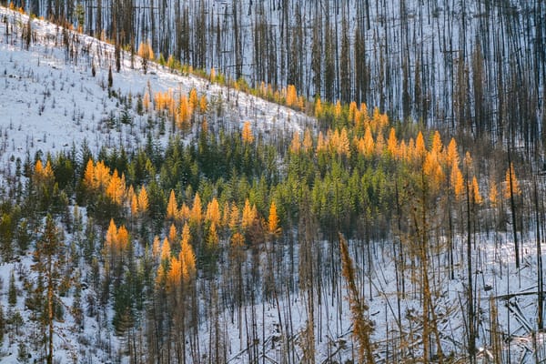 larches in snow