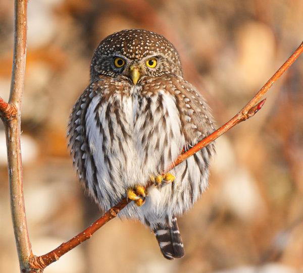 northern pygmy-owl