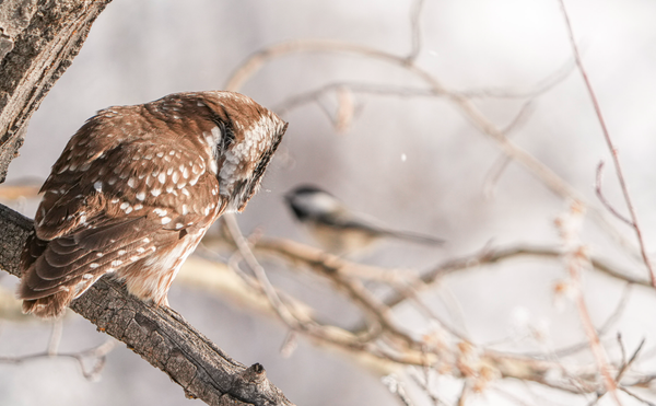 owl and chickadee