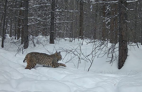 bobcat in snow