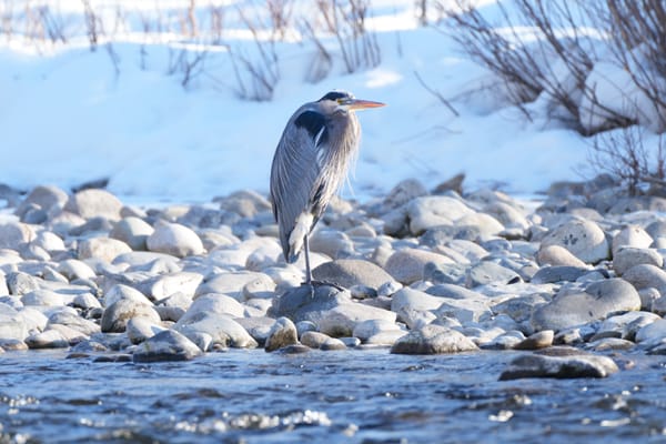 great blue heron at river